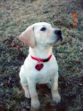 Chevelle@9 Weeks 004_edited.jpg